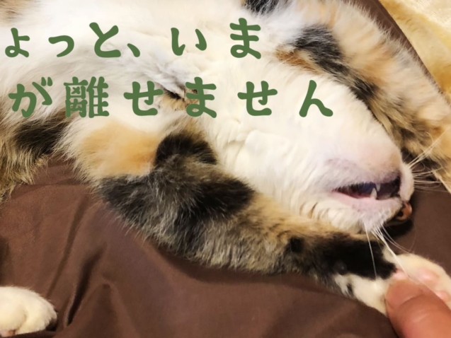 ちょっと、いま手が離せません